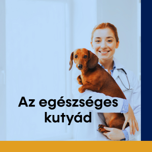 Kutya egészsége