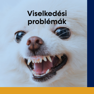 Viselkedési problémák
