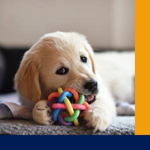 Segítség, kölyökkutya!