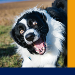 Segítség, kamaszodik a kutyám!